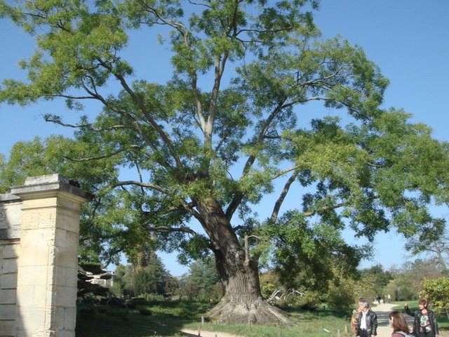 Sophora japonica versailles
